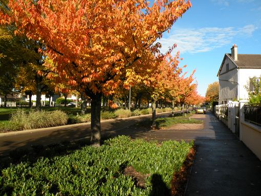  parures d'automne, boulevard Jules Guesde
